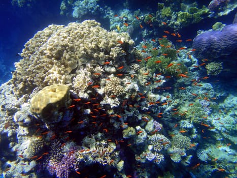 Red sea, Sharm El Sheikh, Egypt