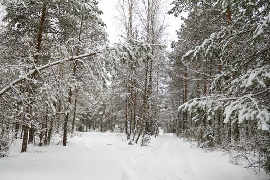 winter coniferous forest, covered with snow