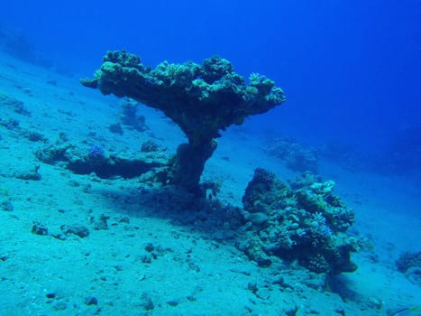 Red sea, Sharm El Sheikh, Egypt