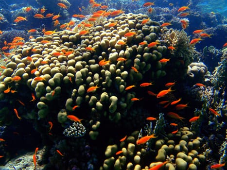 Red sea, Sharm El Sheikh, Egypt