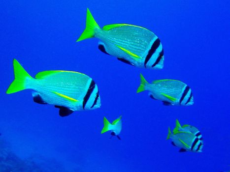 Red sea, Dahab, Egypt