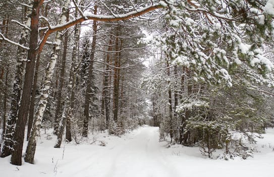 winter forest, covered with snow