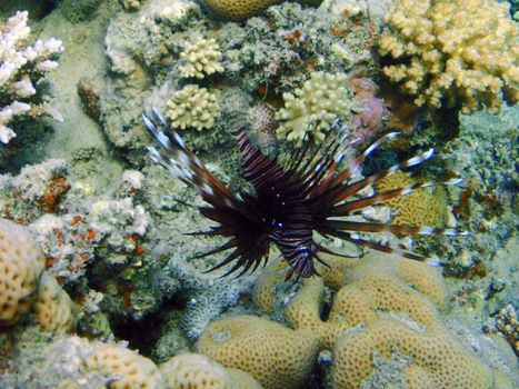 Red sea, Dahab, Egypt