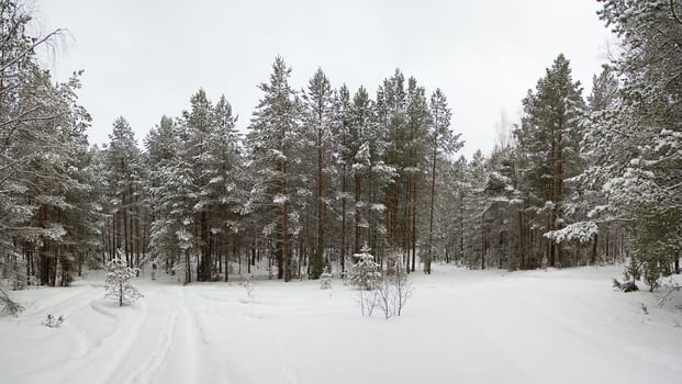 winter forest, covered with snow, panorama