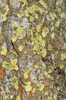 Mixed colony of lichen, Map Lichen, Rhizocarpon geographicum, and Brain Lichen, Diploicia canescens, growing on rock.