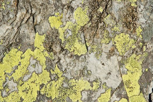 Map Lichen, Rhizocarpon geographicum, growing in a colony on quartz and rock.