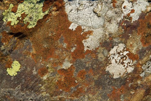 Mixed lichen colonies, map lichen, brain lichen, sunburst lichen, growing on rock.