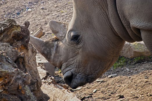 Close up of Rhinoceros looking for a food