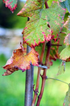 Detail of autumnal leaves turning red of an italian vineyard