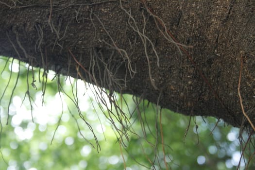 Aerial root tree