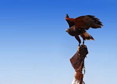 Image of a bird tamer's hand with a bird of prey, against a blue sky.
