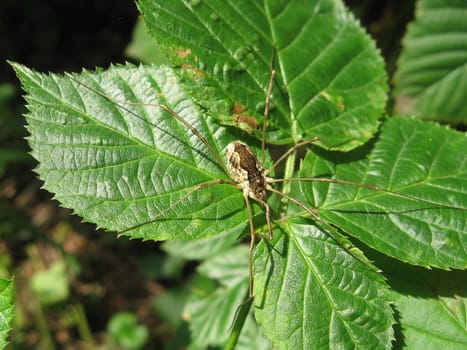 Spider with long legs on the leaf