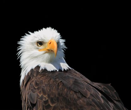 Portrait of a bald eagle against a black background.