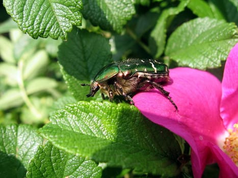 Brown beetle in garden on dogrose leaves