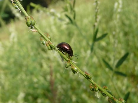 Small brown bug on the stalk in field