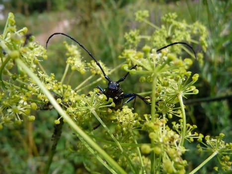 Darken blue beetle with long antennas in field