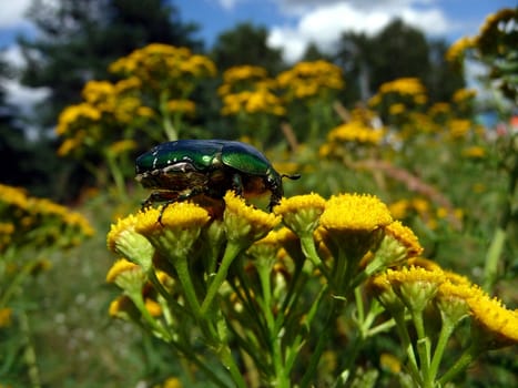 Brown beetle on the yellow tansy flowers at field