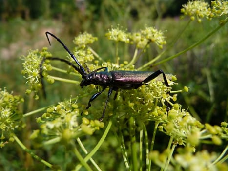 Large beetle with long antennas on green flower