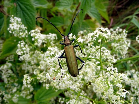 Large red beetle with long antennas on white flower