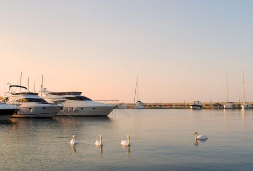 Yachts and white swans in a silent bay