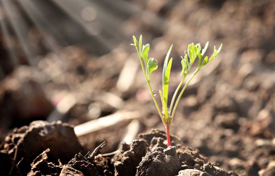 a tiny little young plant sprout starts to grow