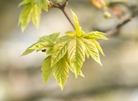 maple tree branch with spring buds and young leaves, macro