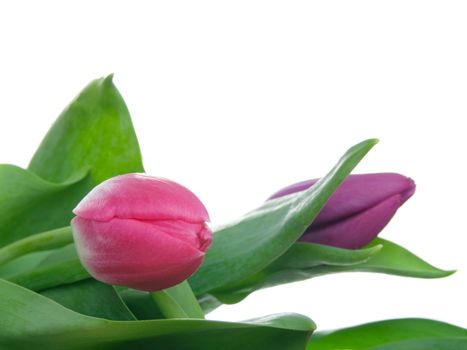 tulips on isolated background 