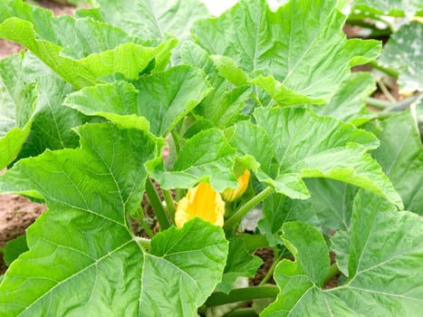 green marrow with flower and zucchini vegetable growing on the vegetable bed.  