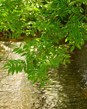 Green leaves reflecting on the River in green forest. 