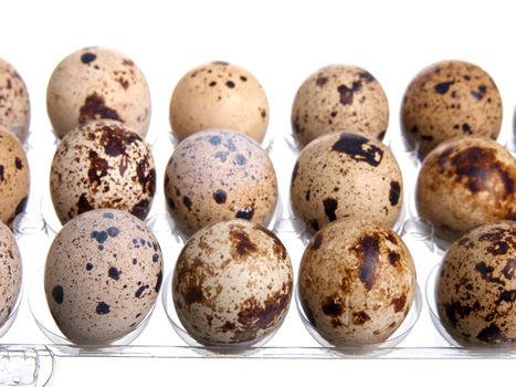 Packing quail eggs