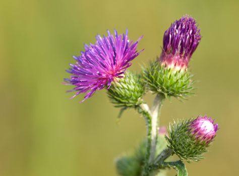 bur thorny flower. (Arctium lappa) on green background 