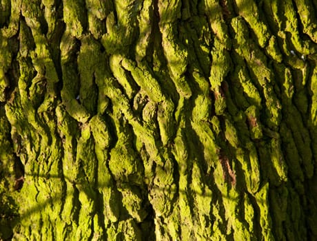 Close up of bark on tree trunk covered in green mossy lichen