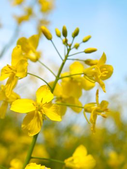 rapeseed 