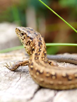 Sand Lizard (Lacerta agilis)