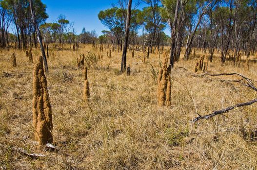 termite mounts in the australian outback, Northern territory