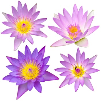 Collection of beautiful lotus flower on white background