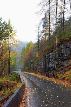 A winding road in autumn colors on a foggy day