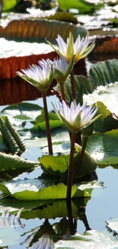 beautiful water lily in pond with green leaves