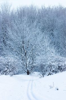 Ski track in winter forest