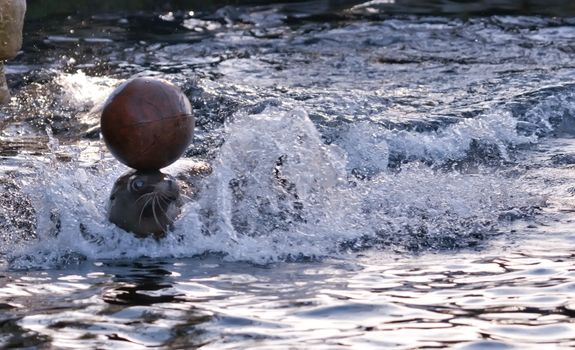 Sealion playing with a basket ball in water