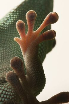 A gecko paw clinged on a glass window
