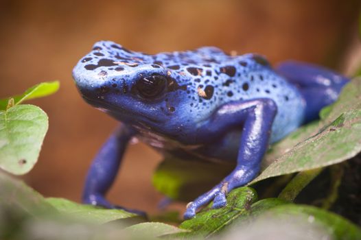 Blue poisonous frog of central america rain forest