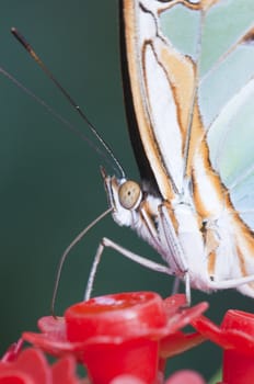 Macro of a tropical butterfly sucking sugar liquid from an artificial flower
