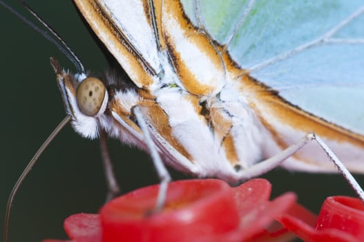 Macro of a tropical butterfly sucking sugar liquid from an artificial flower