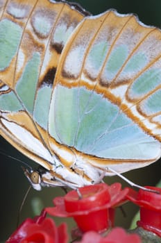 Macro of a tropical butterfly sucking sugar liquid from an artificial flower