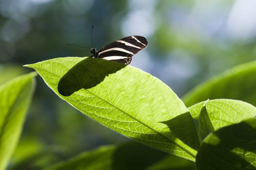 Tropical Butterfly basking in the sun on a leaf