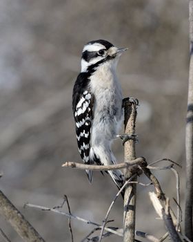 A female downy woodpecker perched on a tree stump.