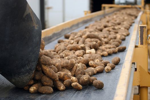 Potatoes being harvested into potato cellar on a conveyor belt