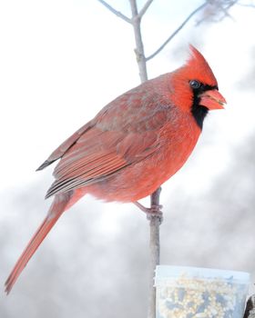 A male cardinal perched on a tree branch.