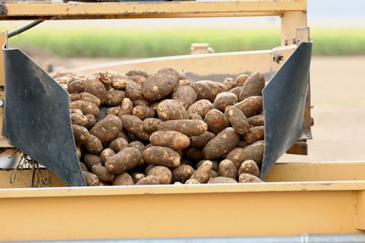 Potatoes being harvested